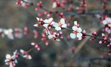 Boom met bloesem in de vroege lente